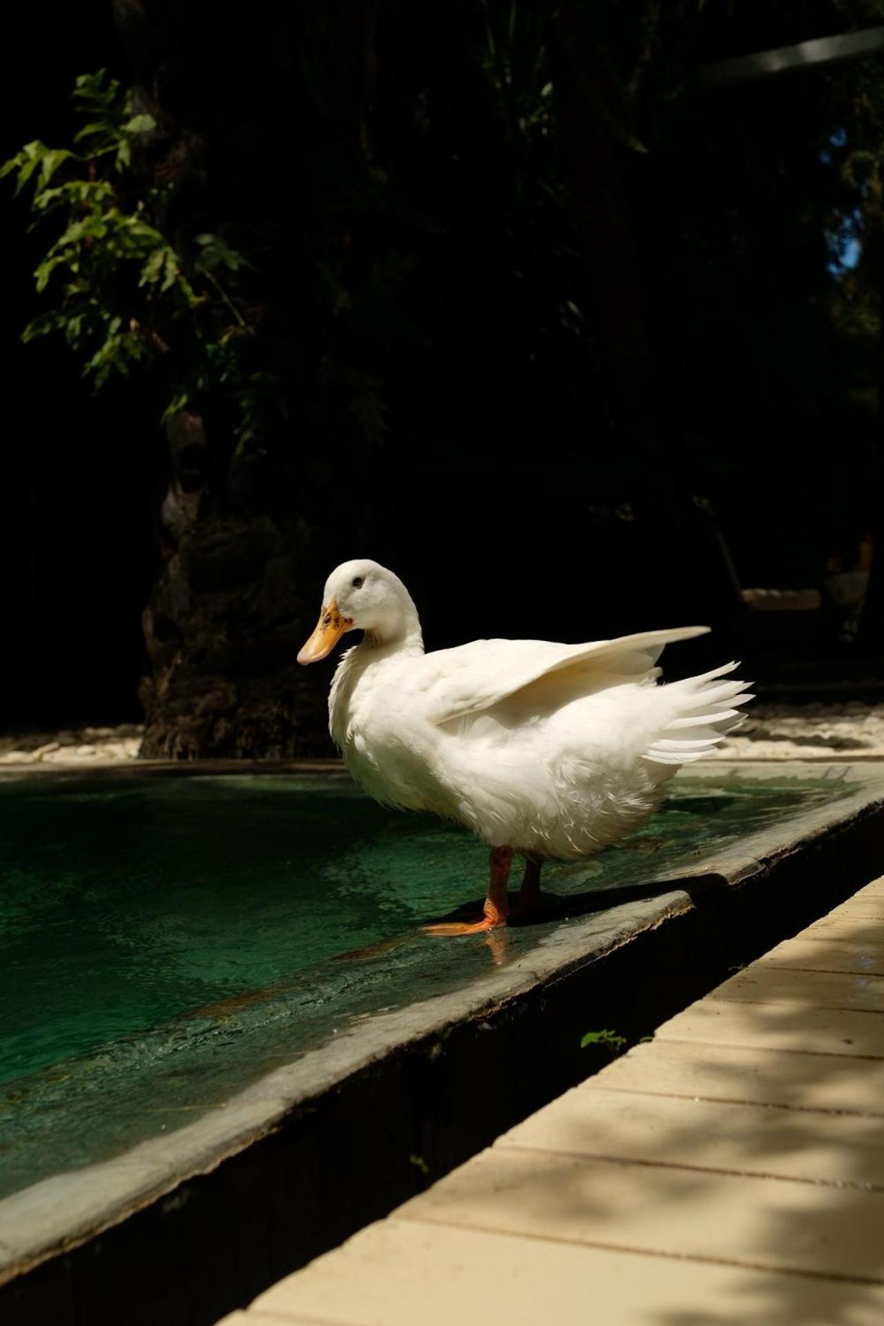 White Goose Boutique Hotel Canggu Exteriör bild